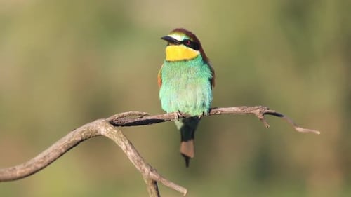European Bee-eater - Merops Apiaster - on a Branch in the Morning