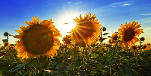 Flowering Sunflowers