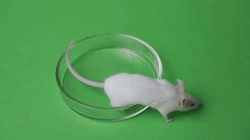 Laboratory White Mouse in a Petri Dish on a Green Background