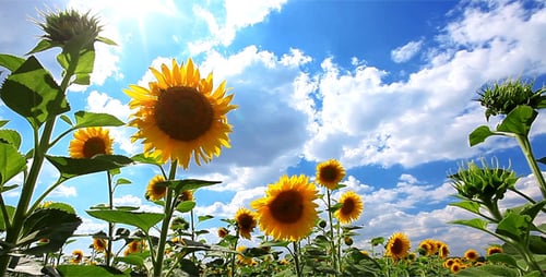 Flowering Sunflowers
