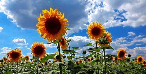 Flowering Sunflowers