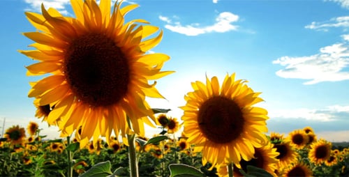 Flowering Sunflowers