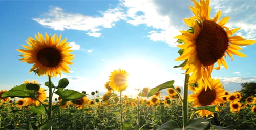 Flowering Sunflowers