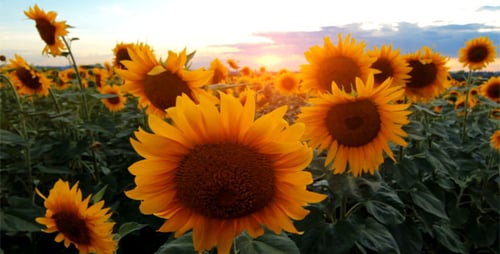 Sunflowers in Field at Golden Sunset