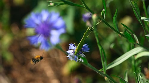 Grasshopper Feeds on Blue Wildflower in Sunlight