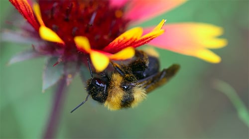 Working Bumblebee