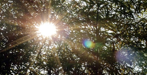Sunshine Through Bamboo Slider Shot 2
