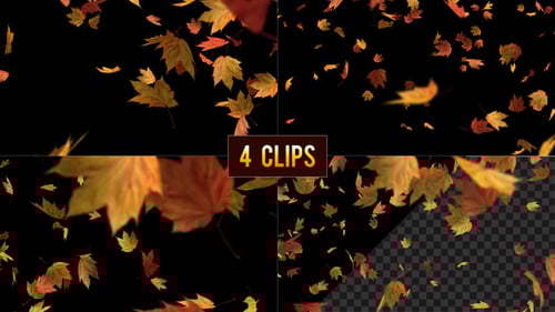 Falling Maple Leaves on Transparent Background - 4 Clips