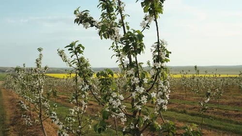 Garten der blühenden Obstbäume.