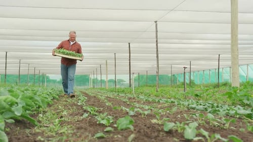 Mature man working on farm