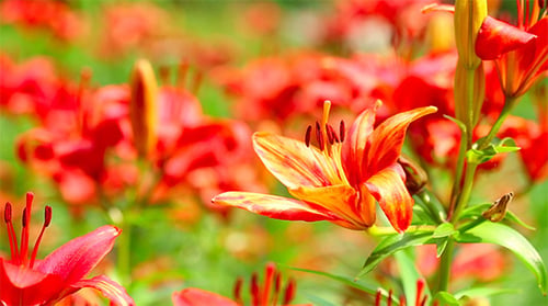 Close Up of Red and Orange Lilies
