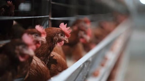 Chickens