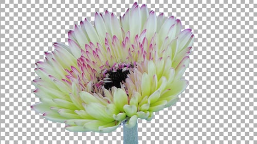 Time-lapse of opening white-red gerbera flower with ALPHA channel
