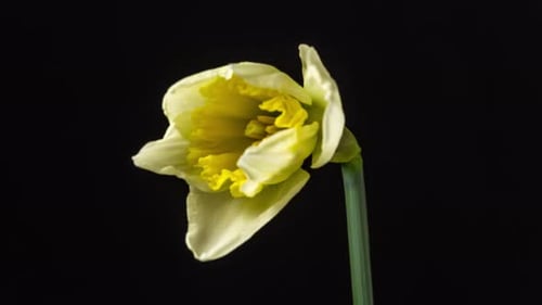 Timelapse de Narciso en flor de narciso sobre fondo negro