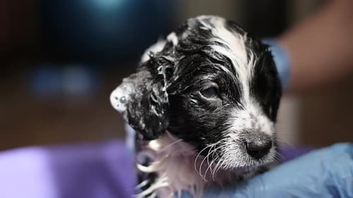 Cute Puppy Getting a Bath Close Up