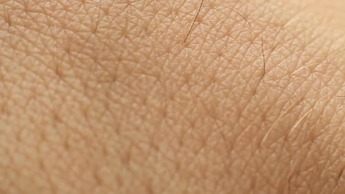 Human Skin 3