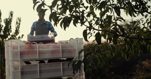 Young Adult Harvesting Fruit in Rural Orchard