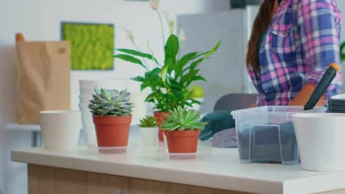 Woman tending to plants indoors on counter