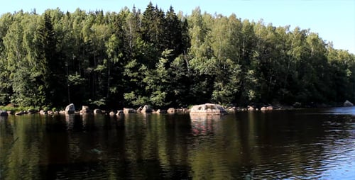 The Forest On The Island