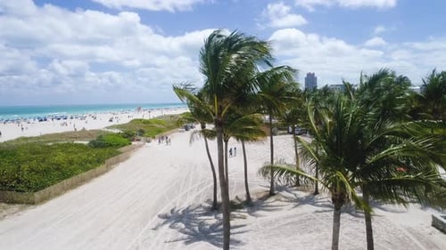 Palm Trees On Miami Fl South Beach Aerial Rising Above