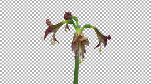 Time-lapse of dying red - white amaryllis Ambiance flower with ALPHA channel