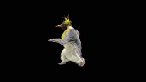 Penguin Dancing HD
