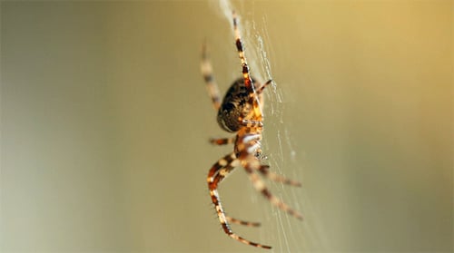 Araignée