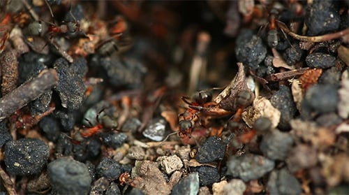 Ants Nest Macro