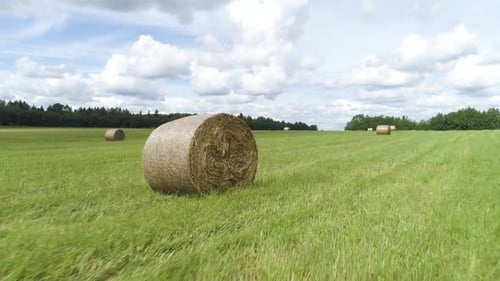 Summer green fields with haystacks