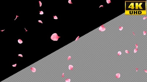 Fallende rosa Blütenblätter auf Alpha-Kanal-Schleifen V1