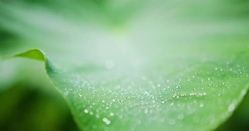 Closeup View of Dewdrops on a Large Green Leaf