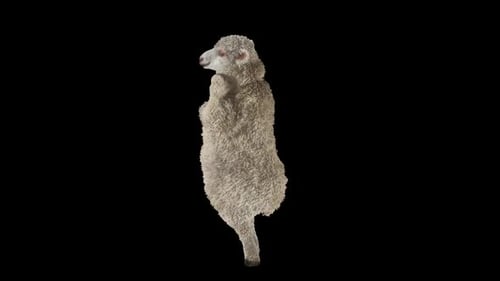 Animated 3D Sheep Dancing on Black Background