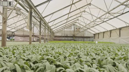 Große industrielle Baumschule mit Bio-Gemüsepflanzen, die in einem Gewächshaus wachsen