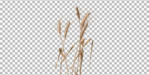 Realistic Swaying Wheat Stalks Animated Element