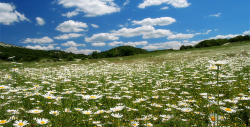Vallée aux fleurs de camomille