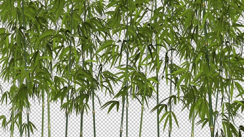 Bamboo Shrubs - Windy Loop - II
