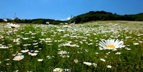 Vallée aux fleurs de camomille