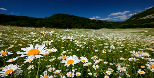 Valley With Camomile Flowers