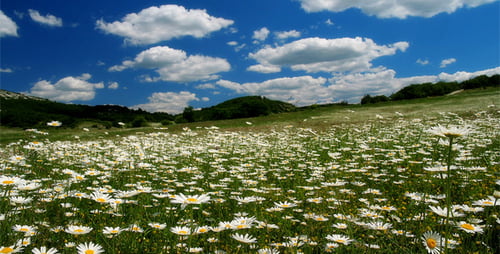 Tal mit Kamillenblüten