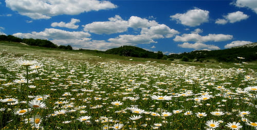 Vallée aux fleurs de camomille