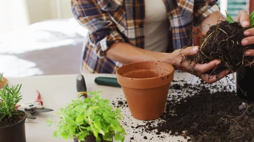 Gardening and Repotting Plants in a Home Setting