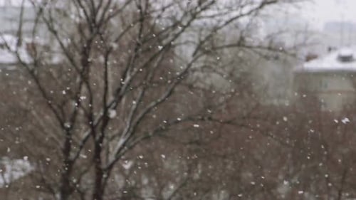 Winter Snowfall on Bare Tree Branches in City