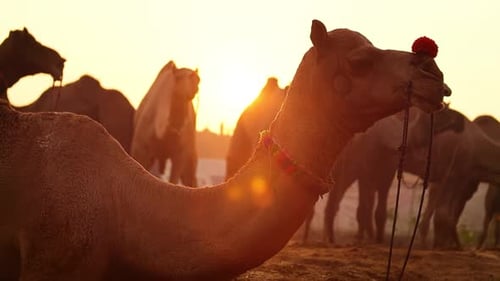 Des chameaux au Ralenti à la foire de Pushkar, également appelée foire aux chameaux de Pushkar