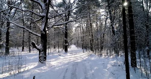 The Road in Winter Forest