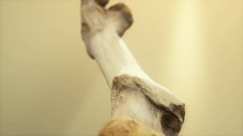 L'os de la patte d'un gros animal