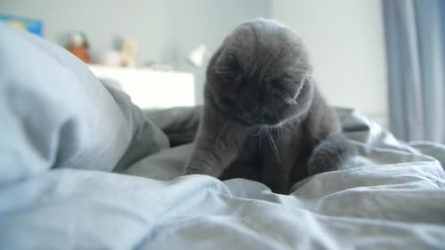Gray Cat Grooming Itself on a Bed Indoors