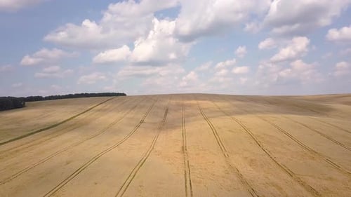 Aerial view of yellow agriculture wheat field ready to be harvested in late summer.