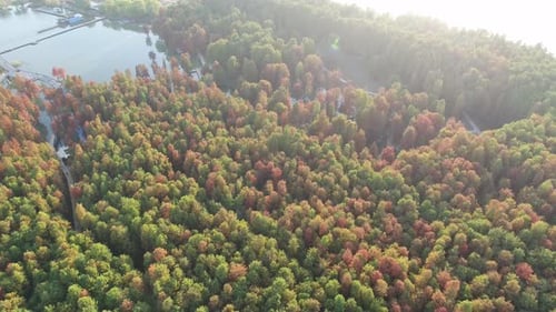 Autumn forest