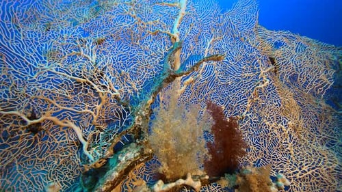 Soft Coral Garden