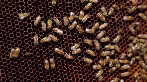 Bienen auf einer Wabe. Fleißige Insekten arbeiten an einem Rahmen mit Honig.